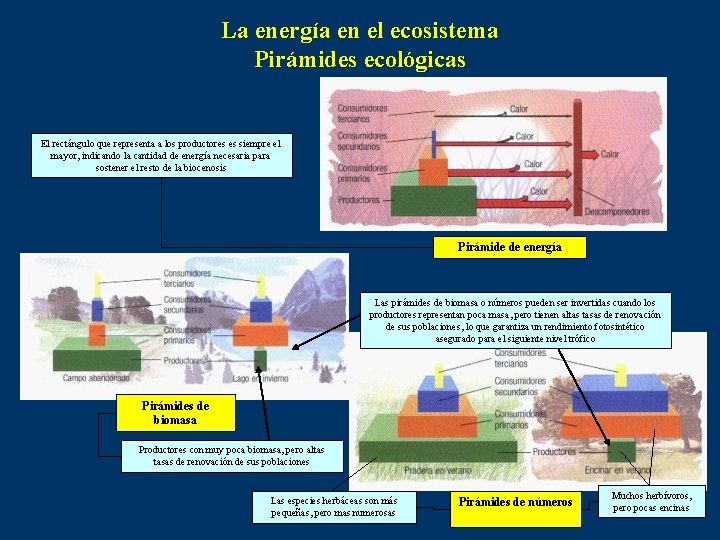 La energía en el ecosistema Pirámides ecológicas El rectángulo que representa a los productores