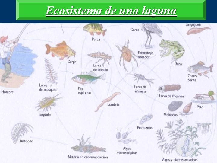 Ecosistema de una laguna 