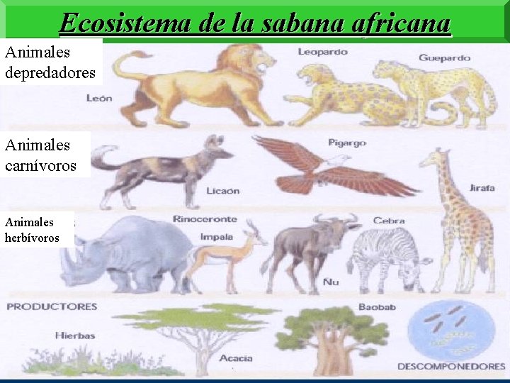 Ecosistema de la sabana africana Animales depredadores Animales carnívoros Animales herbívoros 