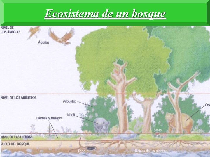 Ecosistema de un bosque 