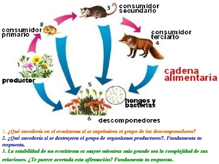 1. ¿Qué sucedería en el ecosistema si se suprimiera el grupo de los descomponedores?