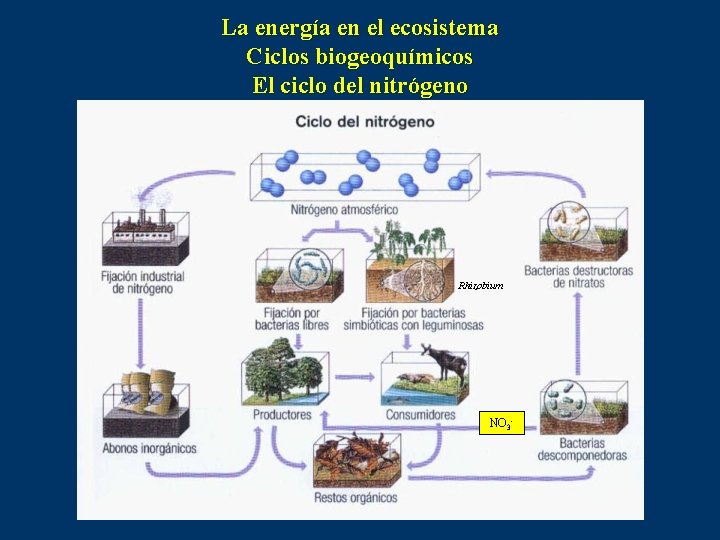 La energía en el ecosistema Ciclos biogeoquímicos El ciclo del nitrógeno Rhizobium NO 3