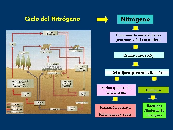 Ciclo del Nitrógeno Componente esencial de las proteínas y de la atmósfera Estado gaseoso(N
