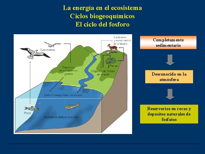 La energía en el ecosistema Ciclos biogeoquímicos El ciclo del fosforo Completamente sedimentario Desconocido