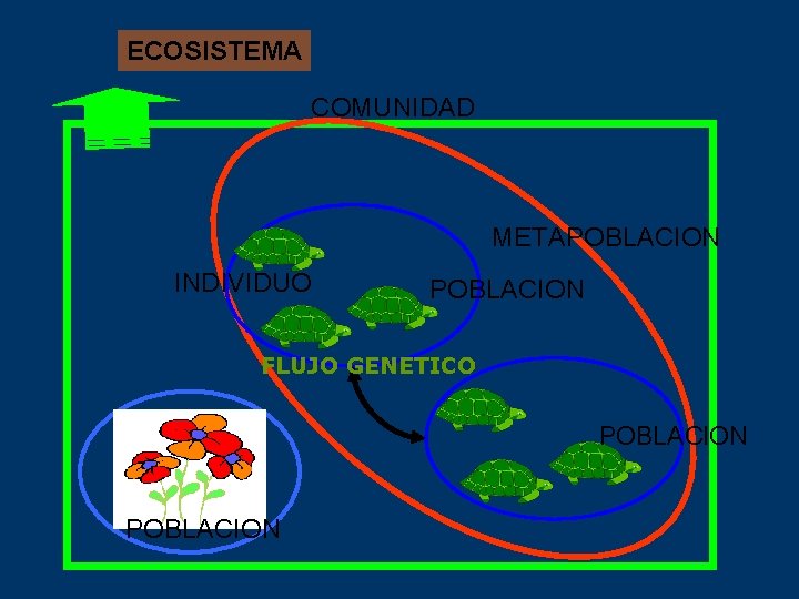 ECOSISTEMA COMUNIDAD METAPOBLACION INDIVIDUO POBLACION FLUJO GENETICO POBLACION 