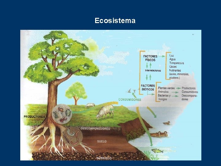 Ecosistema 