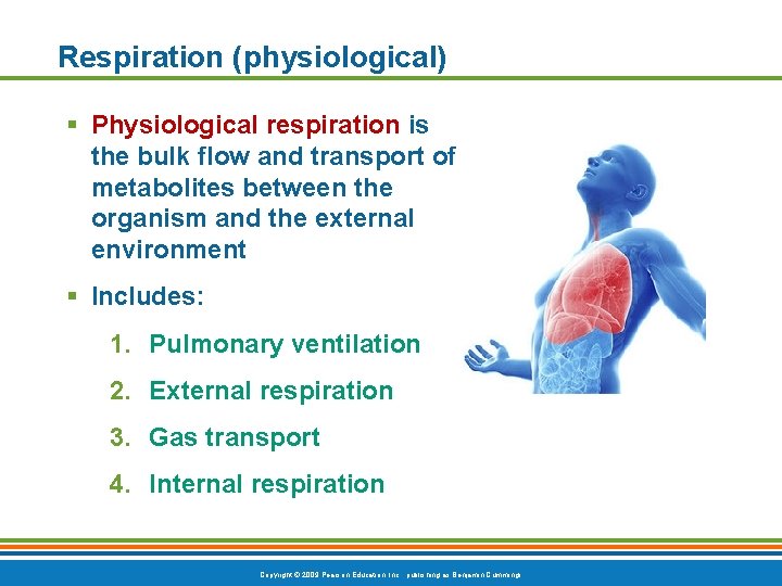 Respiration (physiological) § Physiological respiration is the bulk flow and transport of metabolites between