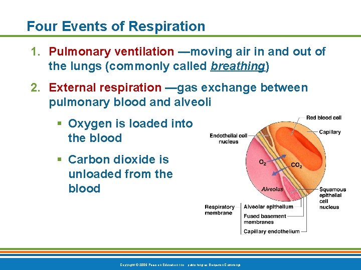 Four Events of Respiration 1. Pulmonary ventilation —moving air in and out of the