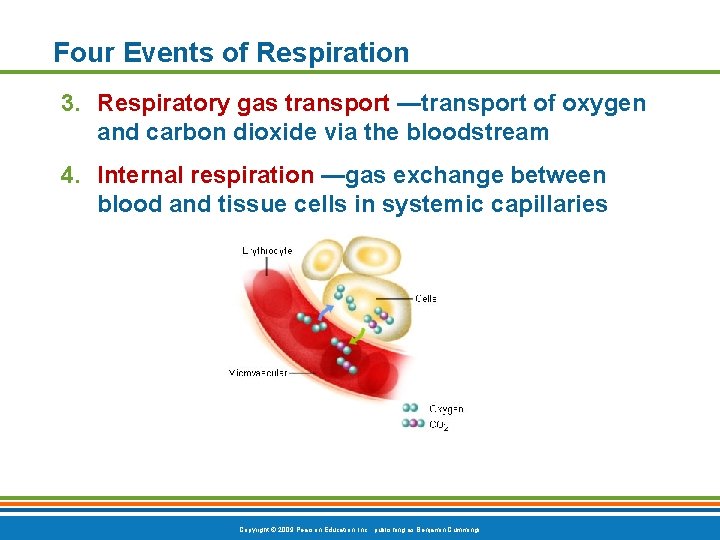 Four Events of Respiration 3. Respiratory gas transport —transport of oxygen and carbon dioxide