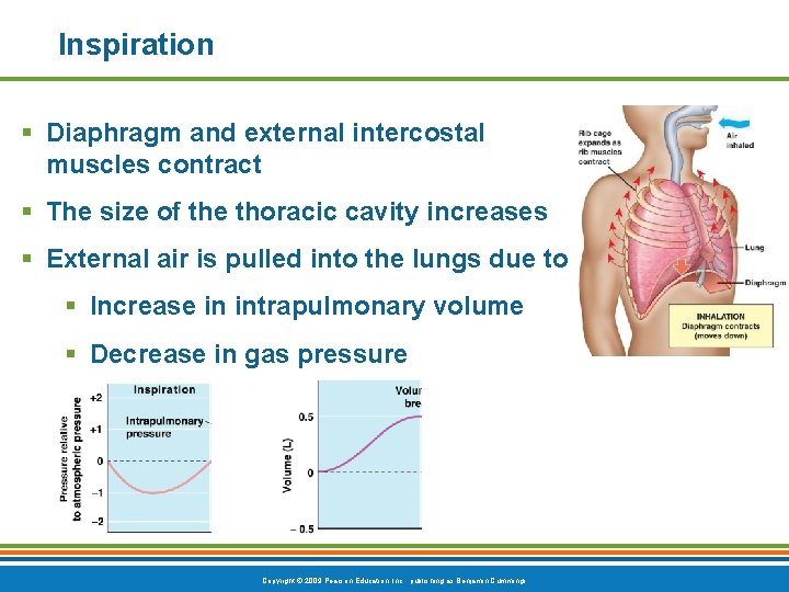 Inspiration § Diaphragm and external intercostal muscles contract § The size of the thoracic