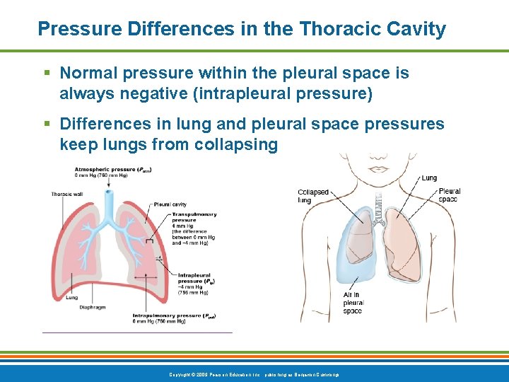 Pressure Differences in the Thoracic Cavity § Normal pressure within the pleural space is