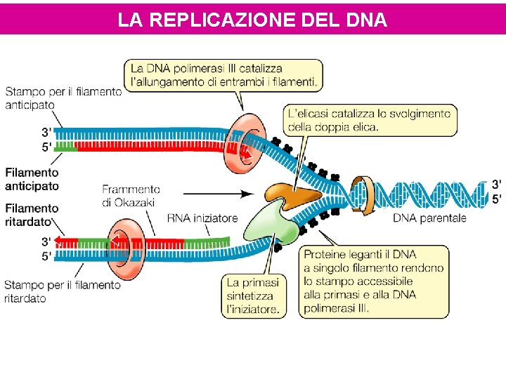 LA REPLICAZIONE DEL DNA 