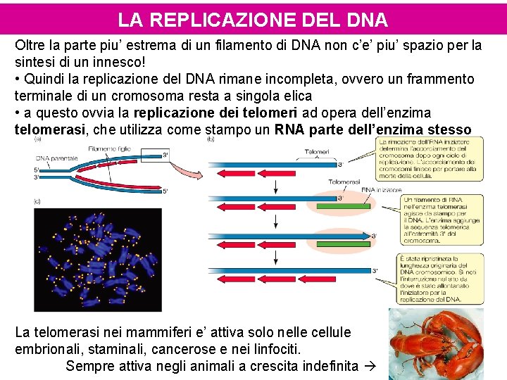 LA REPLICAZIONE DEL DNA Oltre la parte piu’ estrema di un filamento di DNA