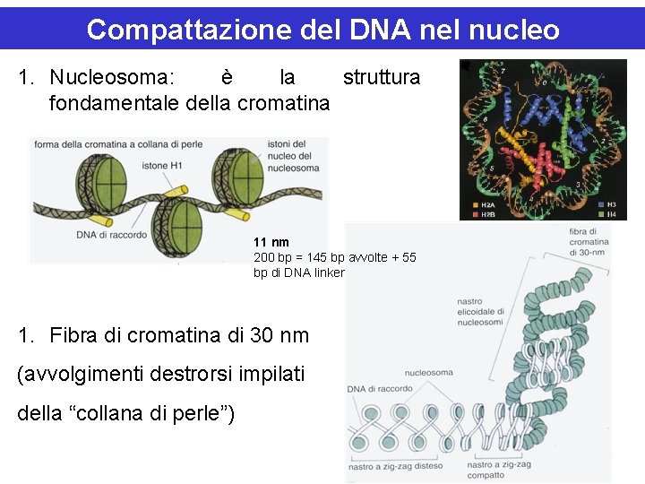 Compattazione del DNA nel nucleo 1. Nucleosoma: è la struttura fondamentale della cromatina 11