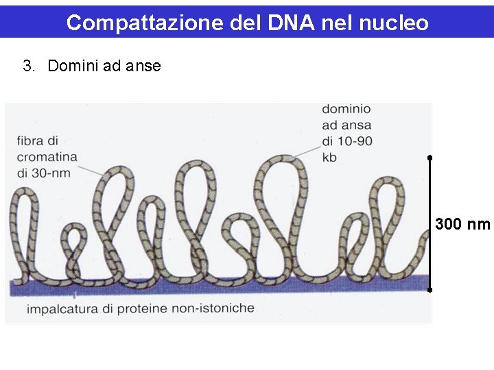 Compattazione del DNA nel nucleo 3. Domini ad anse 300 nm 