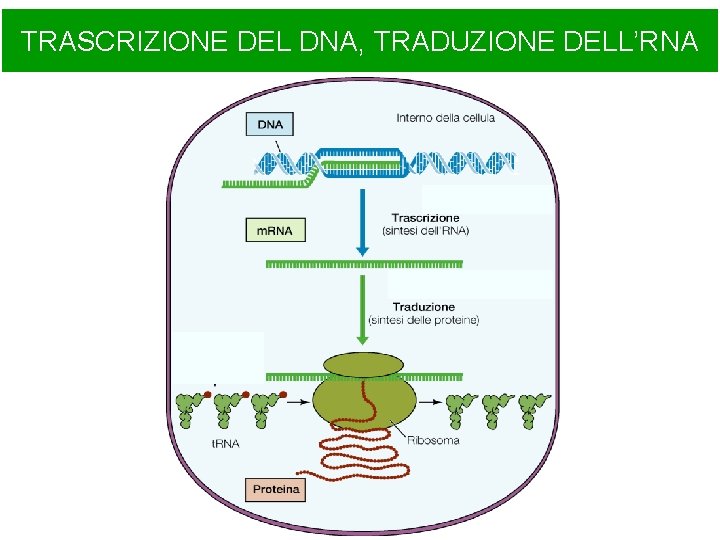 TRASCRIZIONE DEL DNA, TRADUZIONE DELL’RNA 