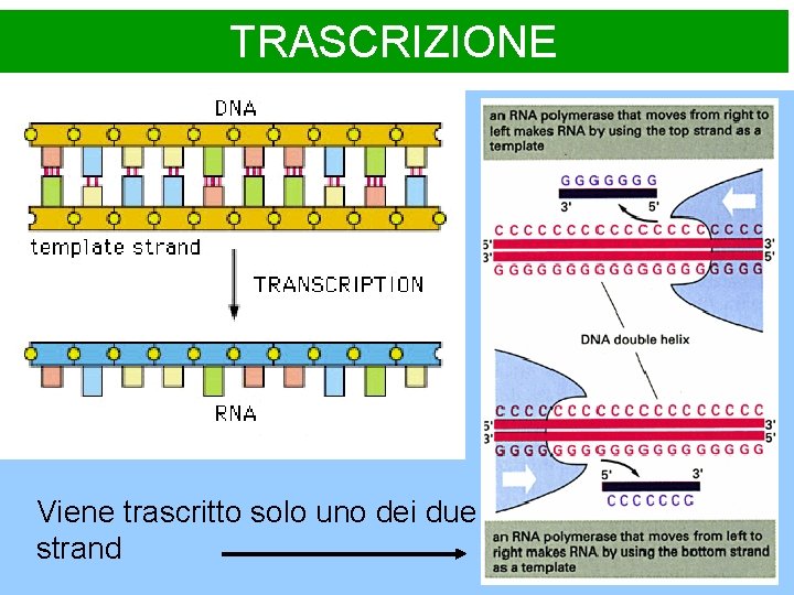 TRASCRIZIONE Viene trascritto solo uno dei due strand 