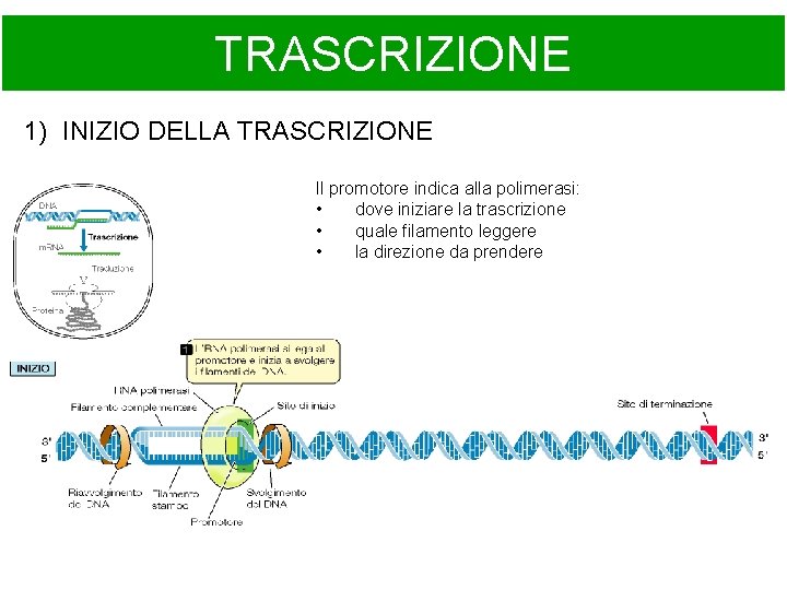 TRASCRIZIONE 1) INIZIO DELLA TRASCRIZIONE Il promotore indica alla polimerasi: • dove iniziare la