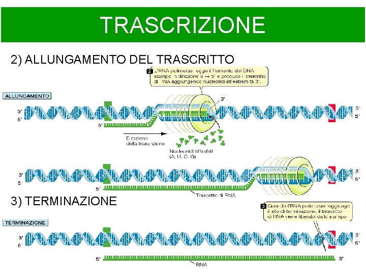 TRASCRIZIONE 2) ALLUNGAMENTO DEL TRASCRITTO 3) TERMINAZIONE 