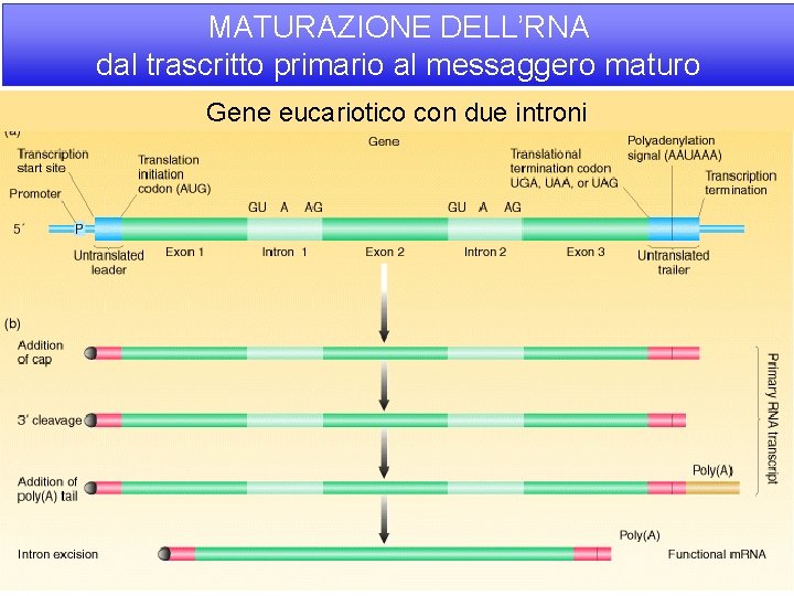 MATURAZIONE DELL’RNA dal trascritto primario al messaggero maturo Gene eucariotico con due introni 