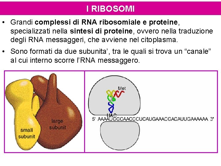 I RIBOSOMI • Grandi complessi di RNA ribosomiale e proteine, specializzati nella sintesi di