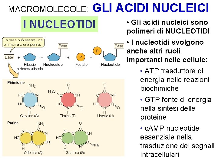 MACROMOLECOLE: GLI ACIDI NUCLEICI I NUCLEOTIDI • Gli acidi nucleici sono polimeri di NUCLEOTIDI