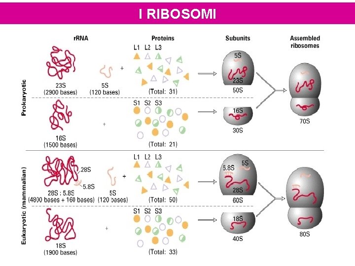 I RIBOSOMI 