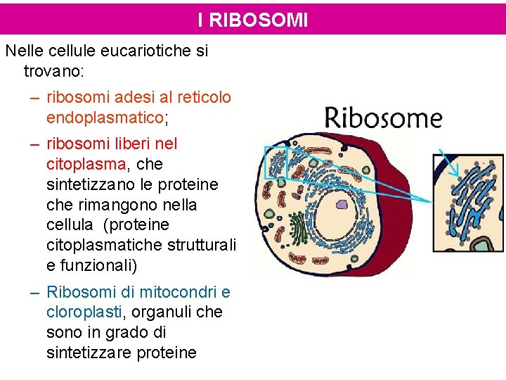 I RIBOSOMI Nelle cellule eucariotiche si trovano: – ribosomi adesi al reticolo endoplasmatico; –