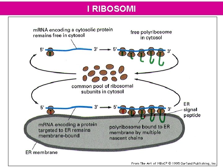 I RIBOSOMI 