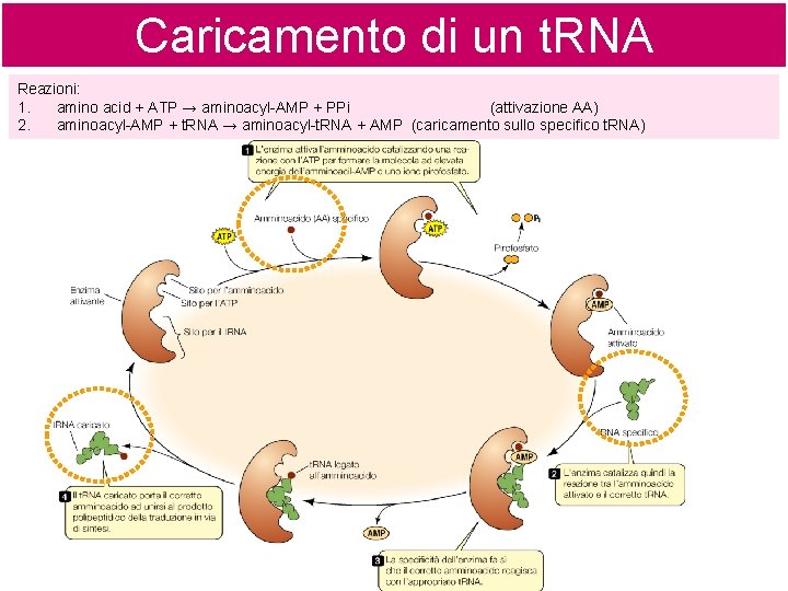 Caricamento di un t. RNA Reazioni: 1. amino acid + ATP → aminoacyl-AMP +