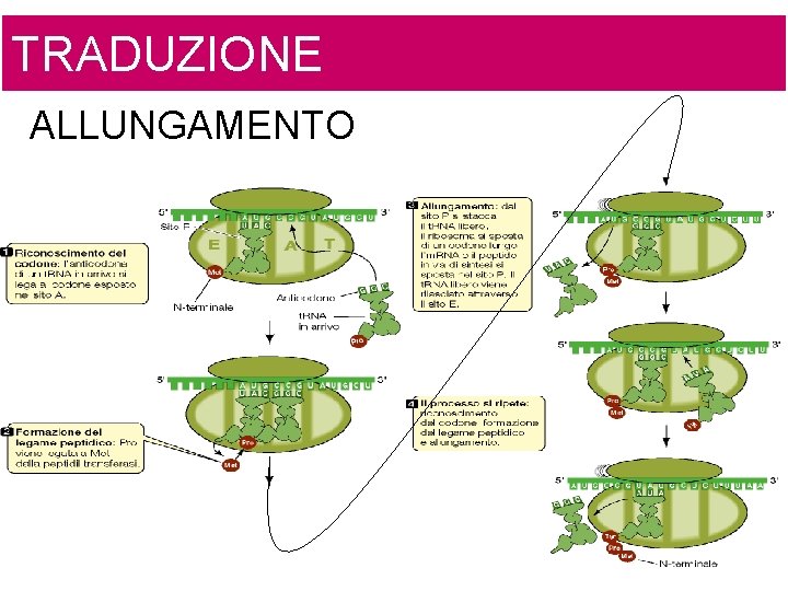 TRADUZIONE ALLUNGAMENTO 