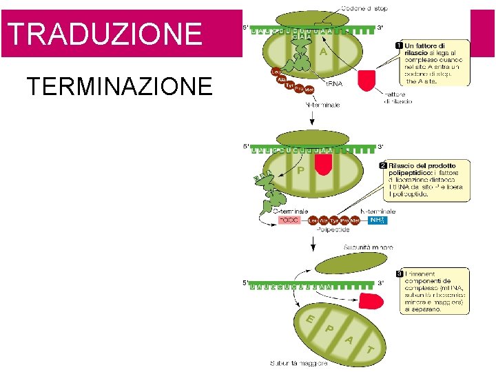TRADUZIONE TERMINAZIONE 