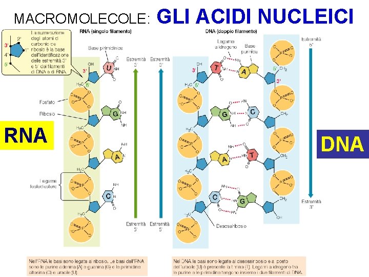 MACROMOLECOLE: RNA GLI ACIDI NUCLEICI DNA 