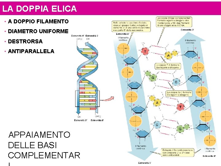 LA DOPPIA ELICA • A DOPPIO FILAMENTO • DIAMETRO UNIFORME • DESTRORSA • ANTIPARALLELA
