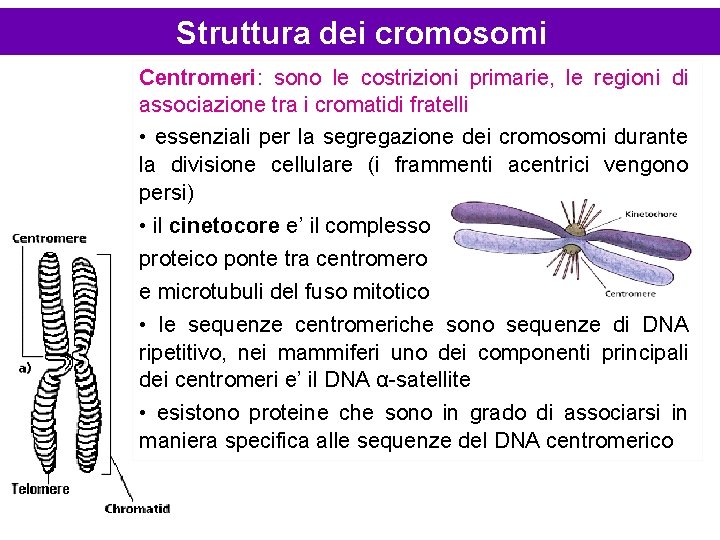 Struttura dei cromosomi Centromeri: sono le costrizioni primarie, le regioni di associazione tra i