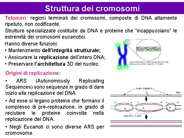 Struttura dei cromosomi Telomeri: regioni terminali dei cromosomi, composte di DNA altamente ripetuto, non