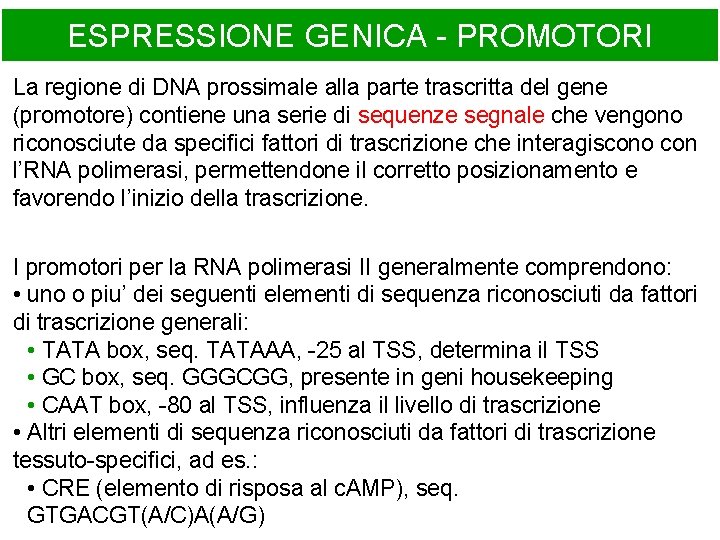 ESPRESSIONE GENICA - PROMOTORI La regione di DNA prossimale alla parte trascritta del gene