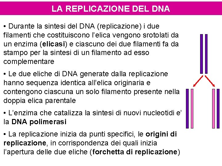 LA REPLICAZIONE DEL DNA • Durante la sintesi del DNA (replicazione) i due filamenti