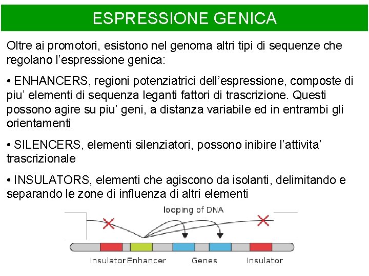 ESPRESSIONE GENICA Oltre ai promotori, esistono nel genoma altri tipi di sequenze che regolano