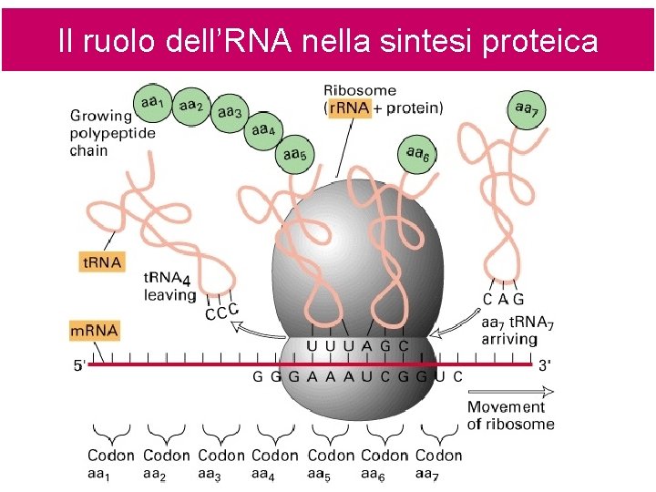 Il ruolo dell’RNA nella sintesi proteica 