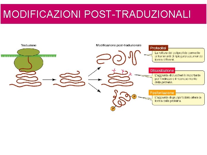 MODIFICAZIONI POST-TRADUZIONALI 