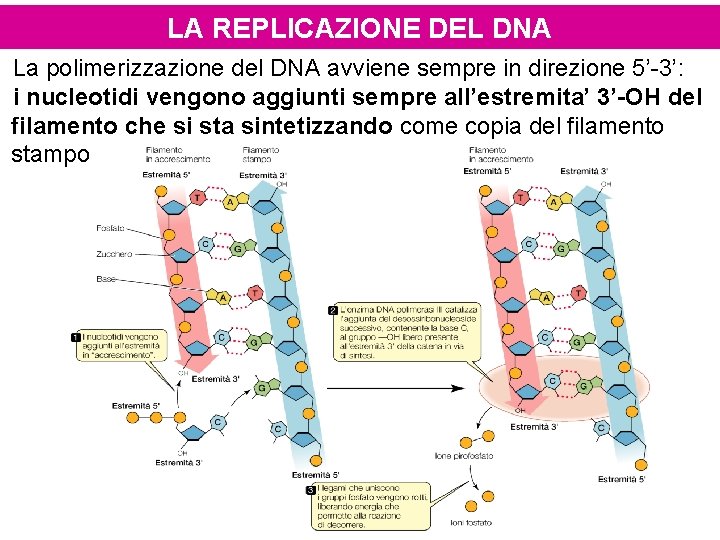 LA REPLICAZIONE DEL DNA La polimerizzazione del DNA avviene sempre in direzione 5’-3’: i