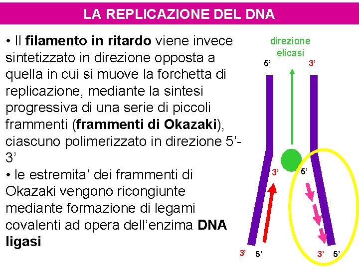 LA REPLICAZIONE DEL DNA • Il filamento in ritardo viene invece sintetizzato in direzione