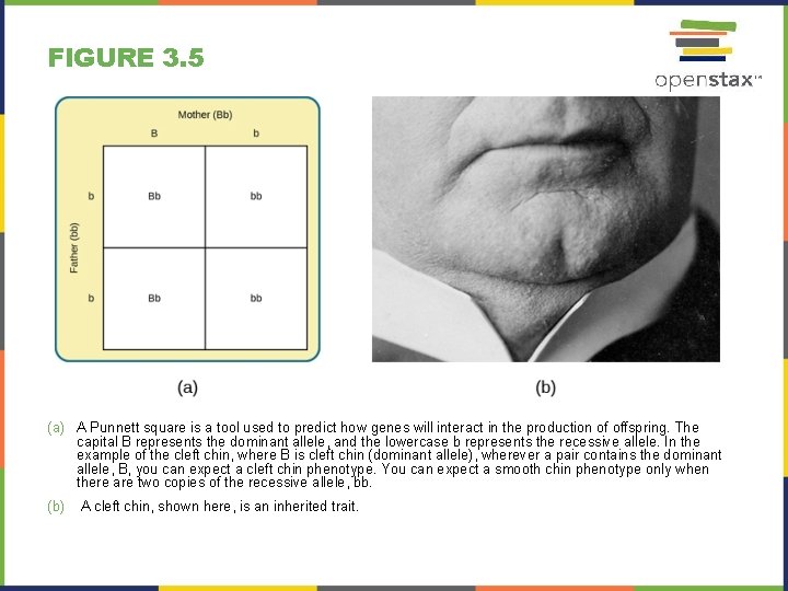 FIGURE 3. 5 (a) A Punnett square is a tool used to predict how