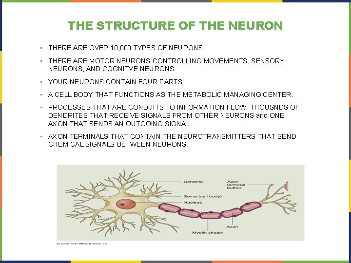 THE STRUCTURE OF THE NEURON • THERE ARE OVER 10, 000 TYPES OF NEURONS.