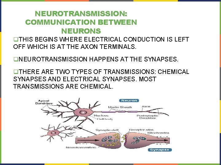 NEUROTRANSMISSION: COMMUNICATION BETWEEN NEURONS q. THIS BEGINS WHERE ELECTRICAL CONDUCTION IS LEFT OFF WHICH