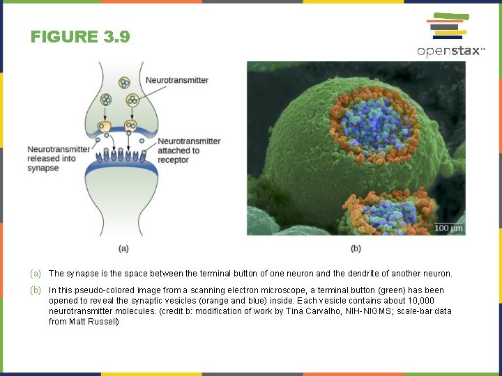 FIGURE 3. 9 (a) The synapse is the space between the terminal button of