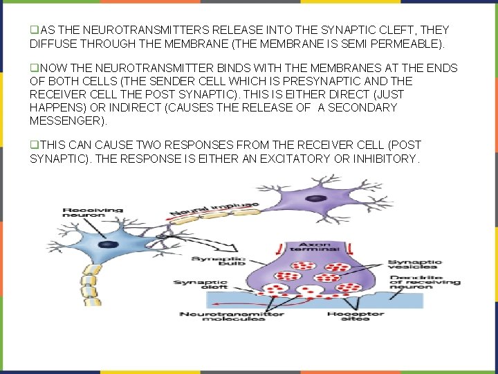 q. AS THE NEUROTRANSMITTERS RELEASE INTO THE SYNAPTIC CLEFT, THEY DIFFUSE THROUGH THE MEMBRANE
