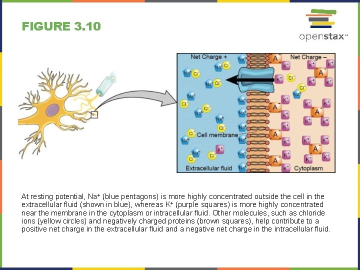 FIGURE 3. 10 At resting potential, Na+ (blue pentagons) is more highly concentrated outside