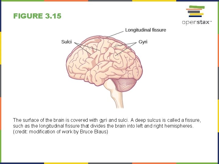FIGURE 3. 15 The surface of the brain is covered with gyri and sulci.